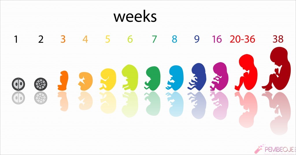 hafta hafta gebelik ultrason