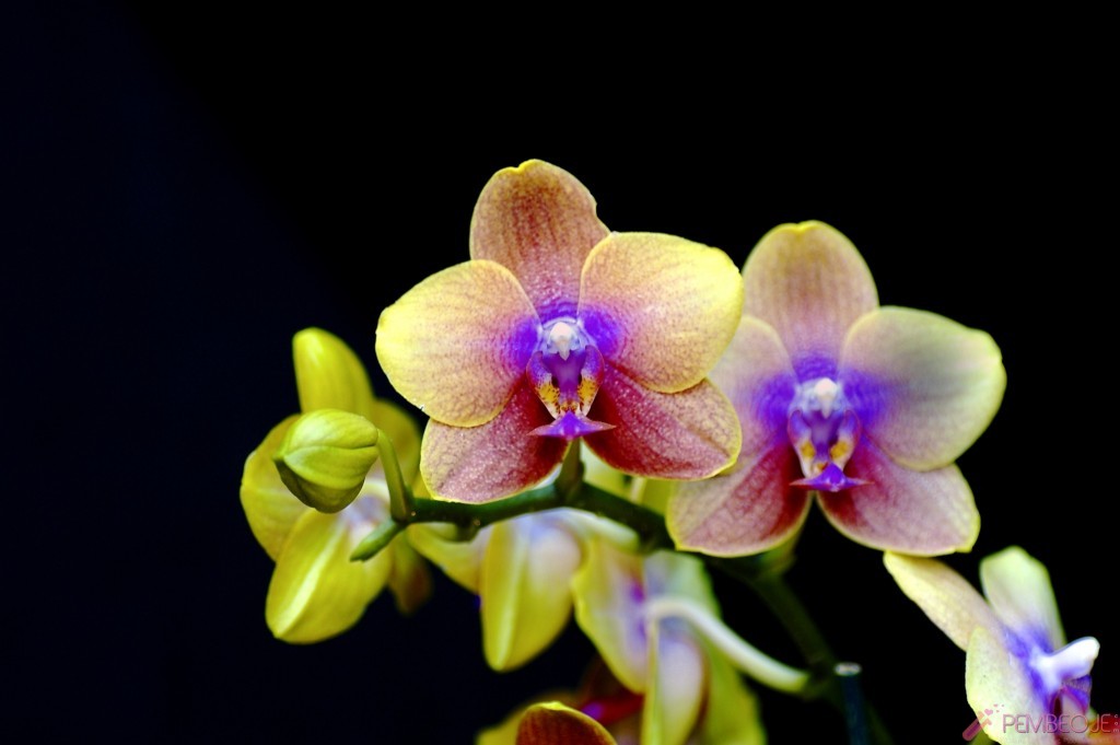 orkide yetiştirme