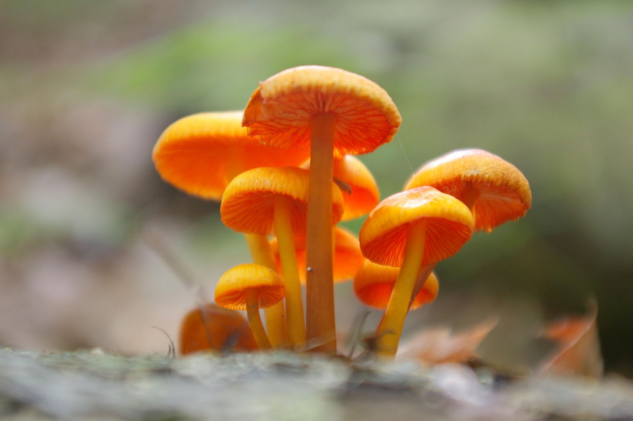 Mantar Zehirlenmesi ile Başa Çıkmanın Yolları