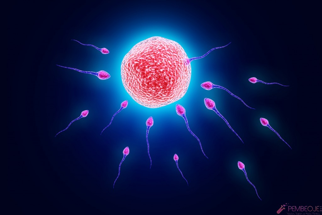 Yumurtanın Sperm İle Birleşmesi - Döllenme
