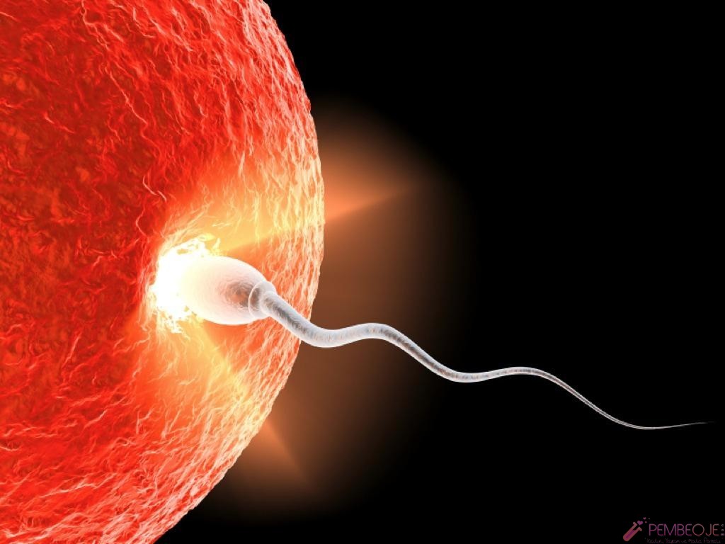 Sperm Yutunca Hamile Kalınır mı