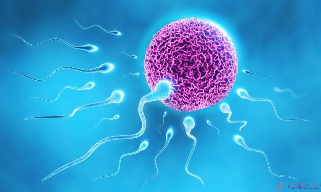 Sperm Kalitesi Nasıl Artar