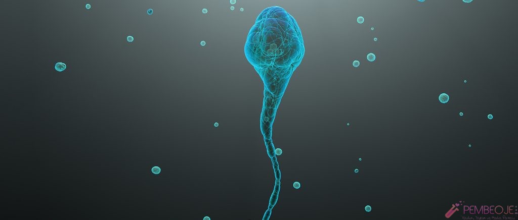 Sperm Sayısı ve Hareketliliğini Artıran Besinler